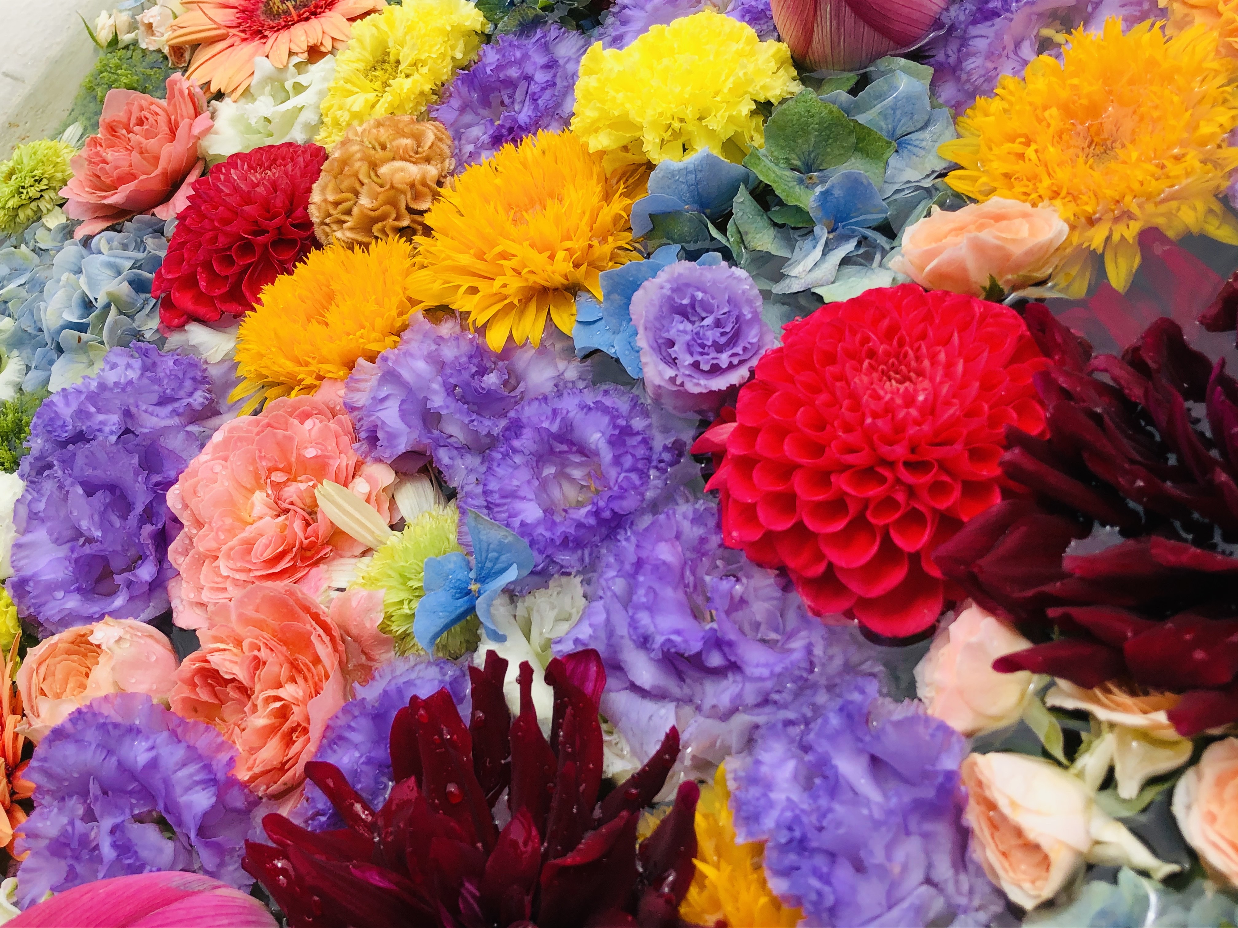 最明寺に花手水が飾られております 最明寺からのお知らせ